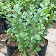 ( BISA COD ) Tanaman Herbal Daun Bidara Arab Asli Pohon Bidara Arab Tanaman Obat Berkhasiat Bidara A