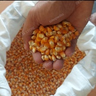 jagung hybrida pakan ternak atau jagung pipil kering besar 1kg