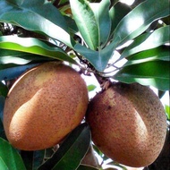 Ciku mega.Buah besar