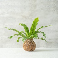 【水苔球植物】山蘇-室內植物/觀葉植物/送禮