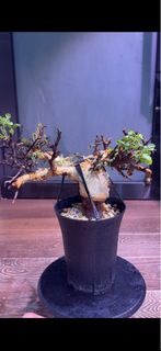 索馬里正白皮橄欖 Commiphora kataf