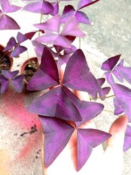 幸運草 會開花 三葉草 紫色 陰性植物 室內盆栽 indoor plant clover leave purple pink flower