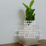 琴葉榕(提琴葉榕)/淨化二氧化碳，吸附灰塵/室內淨化空氣植物