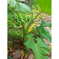 keladi telor boleh dimakan ubinya