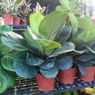 REAL PLANT - Pokok bunga hidup fiddle fig/rubber plant