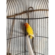 Best seller Burung lovebird/LB/lakbet jenis LUTINO MM(matamerah) mandiri