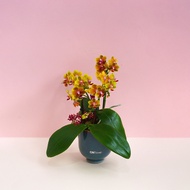 CNFlower西恩 蘭花夢 蘭花植栽 蘭花植物 桌上型蘭花盆栽 空間擺飾