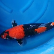 Ikan Koi Import Showa Isa Farm High Quality Body Bulky 60Cm