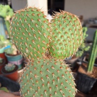 Cactus (Opuntia pycnantha 野狐团扇)