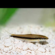 ikan sae algae eater aquascape 8/10cm