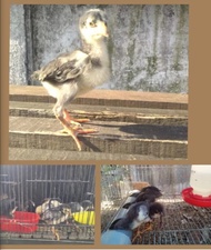 DOC Ayam Bangkok ORI / DOC / Anak ayam / Bangkok Chick / Ayam Bangkok / Anak ayam Bangkok / Anakan a