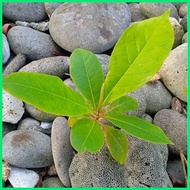 ¤ ✅ African Talisay seedling(1 pc.)