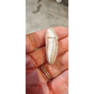 LP Sin Wat Lahanyai。