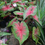 Fancy-leaved /Red Star Caladium (Caladium Bicolor)
