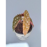 Begonia Maculata Raddi / Begonia Polkadot Wln