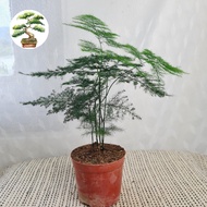 90s Greenovation Indoor Live Plant Pokok Hidup Hiasan Rumah Plant ASPARAGUS FERN Bonsai