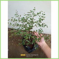 ◆ ㄨ ✸  ️️GREEN African Talisay  Garden Decor