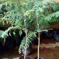 Combo of 1 purple phoenix tree, 3 Taiwanese almond trees, 2 pink trumpets.