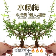 【健康植物】原生态水杨梅水培水生植物老桩水陆缸室内绿植鱼缸造景懒人绿植物