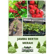 Jambu Bertih / Anak Pokok Hybrid / Pokok Kahwin