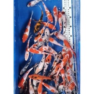 Pakan / Bibit Ikan Koi Blitar Size 5-7Cm Paket 16 Ekor #Gartisongkir