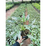 PHILODENDRON XANADU LIVE