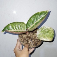 TERLARIS- Aglaonema moonlight