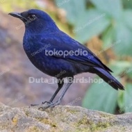 CIUNG BATU PARUH HITAM
