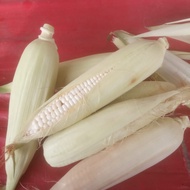 Jagung Ketan / Jagung Ketan Mutiara / Jagung Pulut