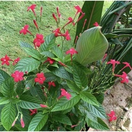 Keratan Red Ruellia/ Bunga ruellia merah keratan 1 keratan