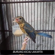TROTOL TLEDEKAN GUNUNG BANYUWANGI JANTAN ( PROMO AKHIR TAHUN )
