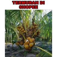 (HARGA RUNTUH) benih kelapa anak pokok kelapa sgg / matag / pandan / kampung buah lebat