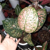 aglonema ruby kura / aglaonema ruby kura