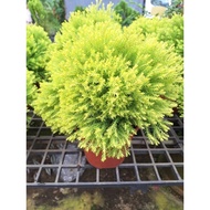 Pokok Goldcrest / Christmas tree / pokok hidup/ indoorplant