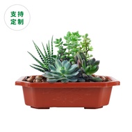 pp plastic rectangle pot (25pcs) bonsai plastic pot