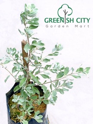 GreenHeavenz  Leucophyllum Frutescens Texas Sage Live Plant Pokok Blue Diamond玉芙蓉