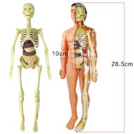 Kids Toys Human Body Anatomy Human Anatomy Educational Toys for Kids STEM Toys Science Education Toy