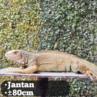 Iguana Green Colombia Jantan 80cm