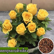 [พร้อมส่ง] เมล็ดพันธุ์ดอกกุหลาบสีเหลืองที่ปลูกง่าย เมล็ดกุหลาบสีเหลือง 100% เมล็ดสดบรรจุเมล็ดกุหลาบสีเหลือง 100% เมล็ดพันธุ์ดอกกุหลาบสีเหลืองสำหรับปลูก ดอกกุหลาบ ต้นไม้มงคล บอนไซ ดอกไม้ที่สวยงาม บอนไซที่หายาก เมล็ดพันธุ์ดอกไม้ ไม้ประดับ พันธุ์ดอกไม