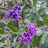 蕾丝金露花苗Duranta erecta(Tiada penghantaran ke sabah dan sarawak)