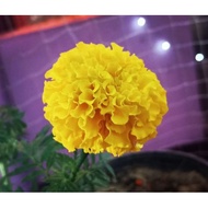 Marigold benih pokok bunga tahi ayam