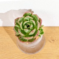 花火 三角水耕盆栽 室內植物 觀葉植物 禮物 水培 辦公室小物 水