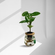 現貨 蕨美植栽 室內辦公室水耕植栽-圓葉椒草(發財樹)+弧形玻璃瓶