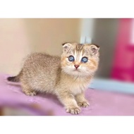 MUNCHKIN (RAS BRITISH BSH SCOOTISH FOLD) MEDIUM PERSIAN KITTEN CAT ANGGORA MALE FEMALE CAT FLATNOSE 
