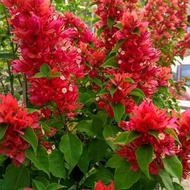 Bougenville 5 warna bugenvil ekor musang merah bunga kertas // TANAMAN