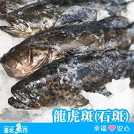 【臺北魚市】 龍虎斑(550~600g/尾/包)*5包
