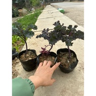 Seeds - 1 purple kale seedling