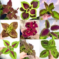 ALIVE ROOTED COLEUS | Pokok Ati-Ati | Mayana Plant | Plectranthus scutellarioides. Ati2