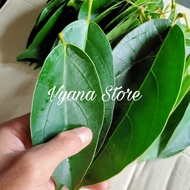 Daun Cincau Hijau Segar 1 kg - Cincau Jeli - Cicaun Daun Lebar