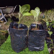🌱ANAK POKOK TERUNG UNGU PANJANG LECKAT (332)🌱
